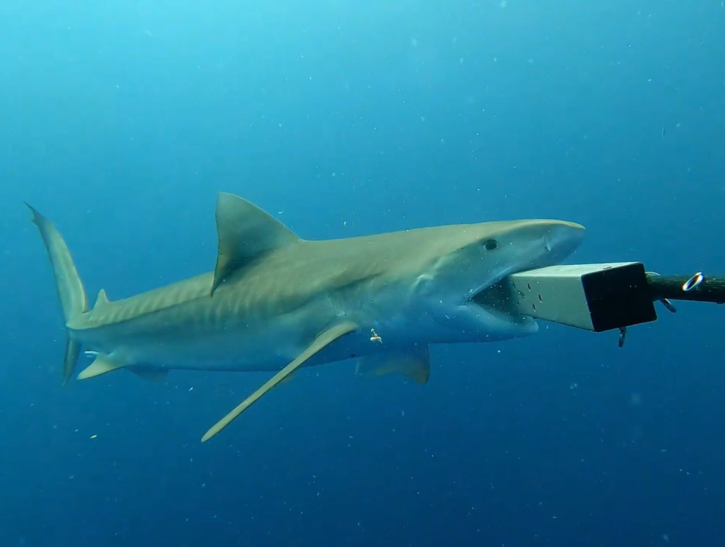 Research in focus: Anguilla Shark Conservation - Exeter Marine
