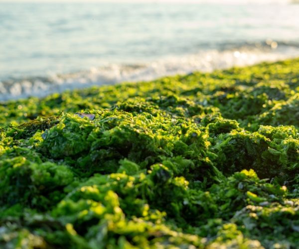 Land-Based Seaweed: Farming the Future