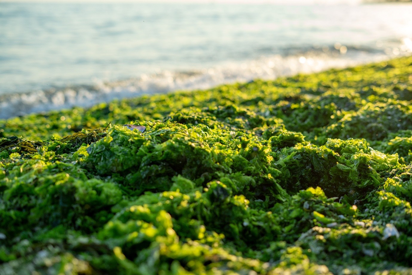 Land-Based Seaweed: Farming the Future