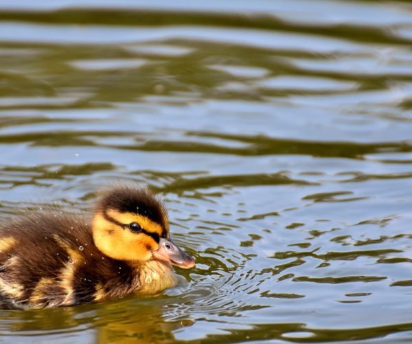 Do ducks have regional accents?