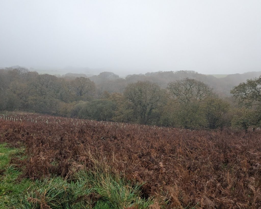 foggy day with fields in foreground leading down a hill to woodlands.