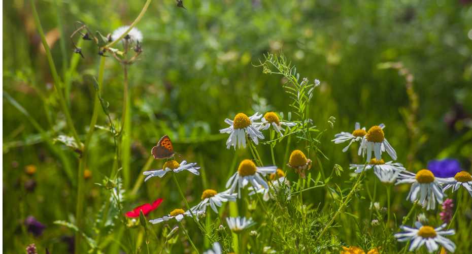 a meadow of flowers such as poppies and chamomile. There is also a brown butterfly.