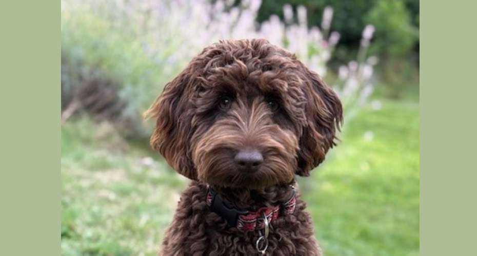 a close up photo of a brown dog with curly fur. There is a green background which is blurred but looks like a garden setting.