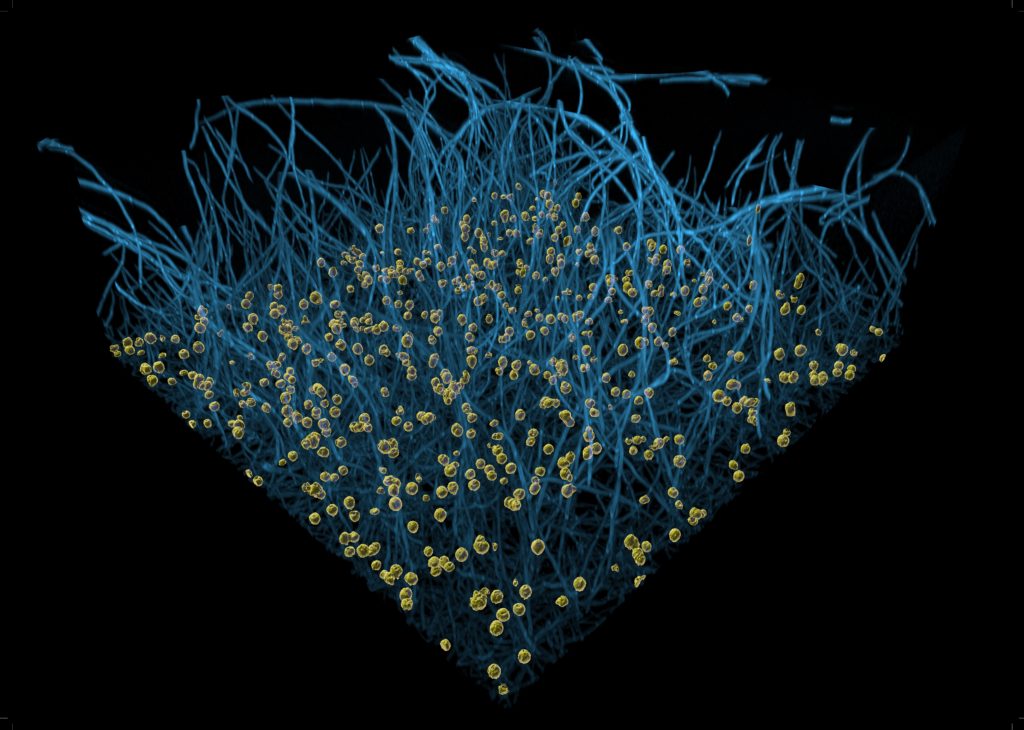 Discover 'The Hidden World of Killer Fungi' through a fascinating new ...