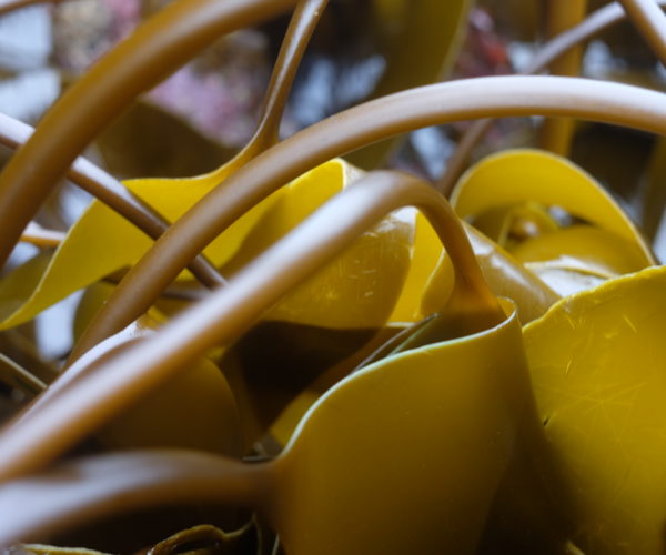 Shaping the Future of Seaweed Farming in Cornwall