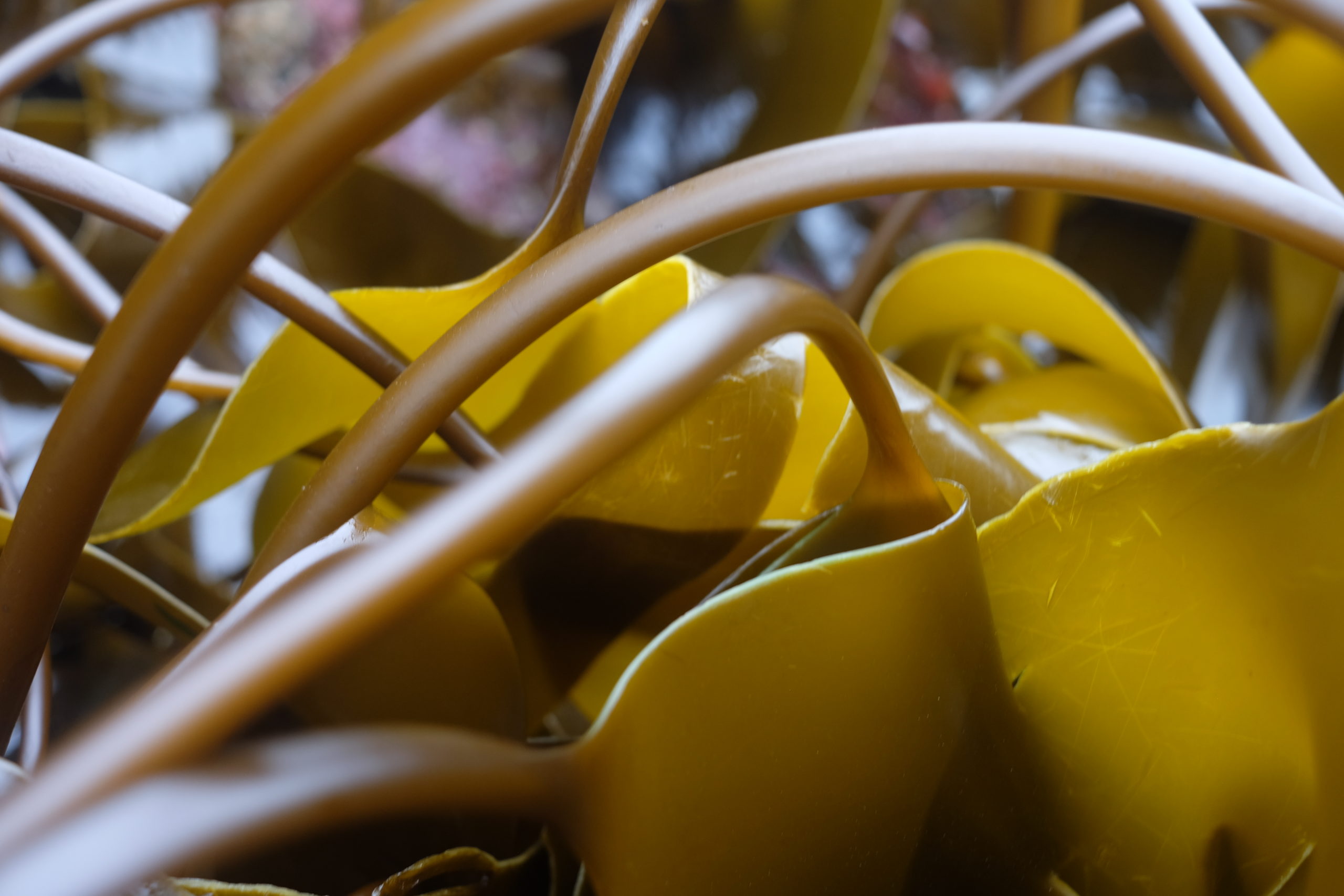 Shaping the Future of Seaweed Farming in Cornwall