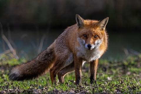 Sanctuary, and Finding a Home for the ‘Urban Fox’ at Christmas Time