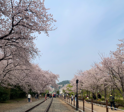 Cherry blossom trees in bloom