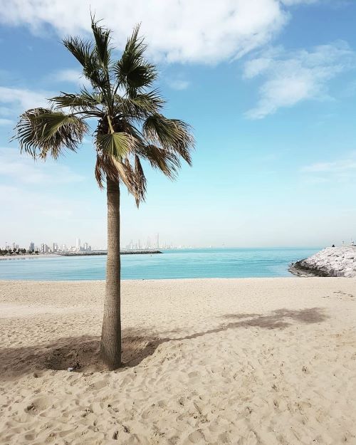 Palm tree on a beach with the city in the background