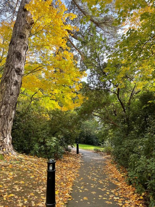 Path on Streatham Campus surrounded by autimn leaves