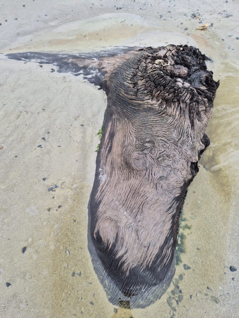 Exposed tree in the peat bog at St Ouen's Bay that resembles a horses head