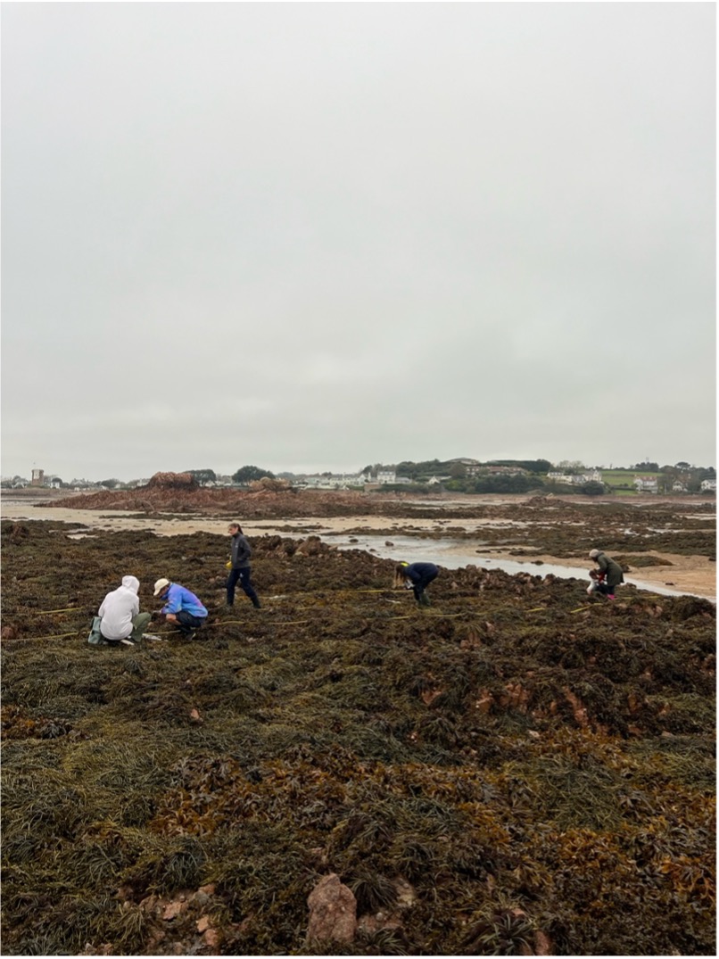 MSc students practising quadrats in the intertidal shore at Le Hocq (Jersey)