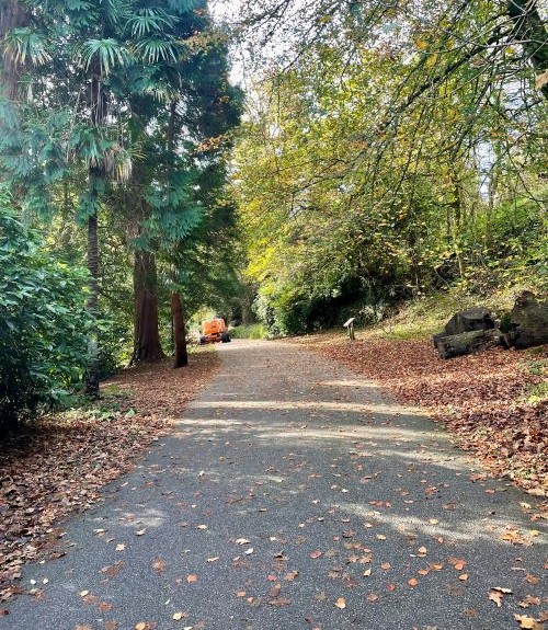 An empty path covered in autumn leaves surrounded by big green trees