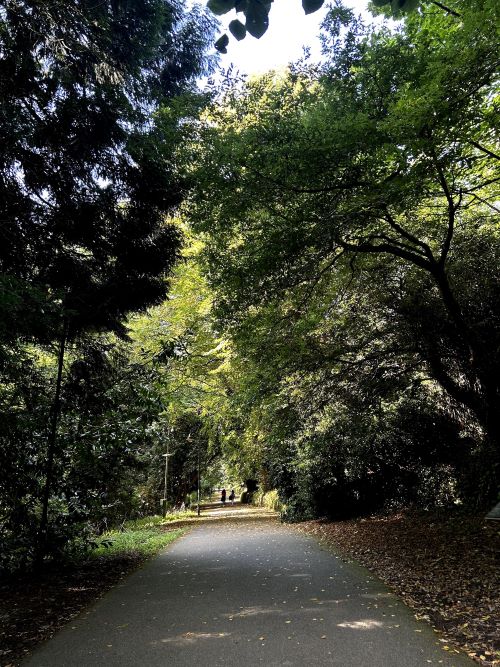 A quiet path surrounded by large trees