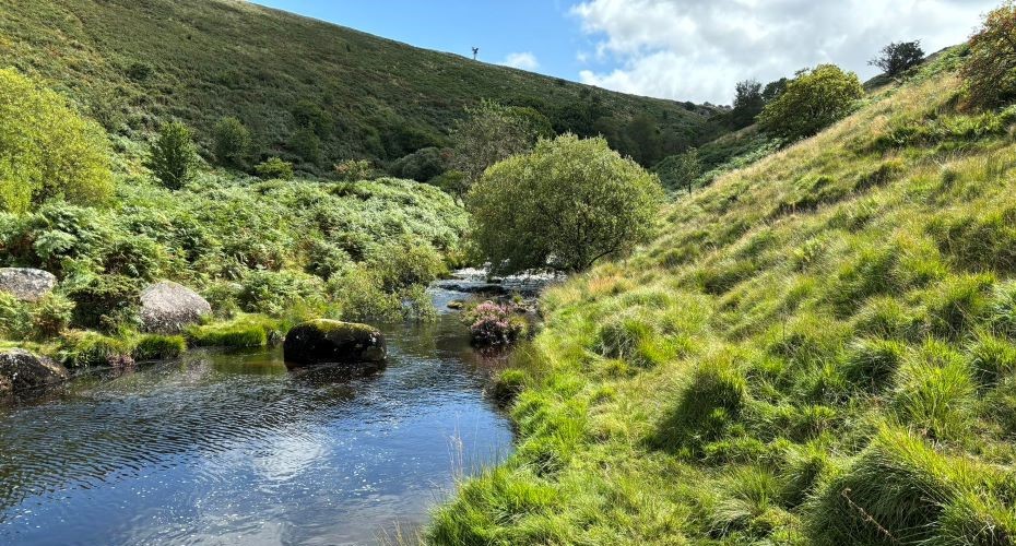 Stream on Dartmoor