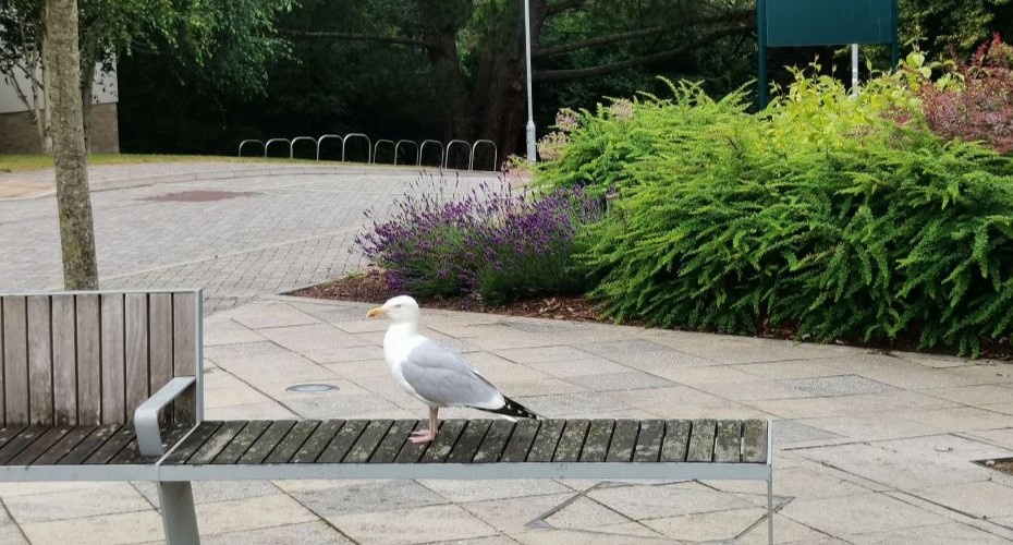 Seagull on a bench