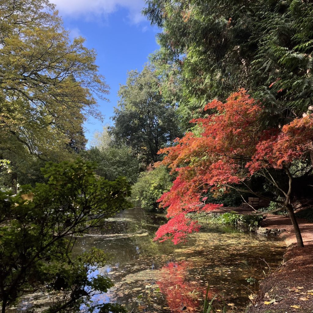 Picture of Reed Pond, in autumnal colours.