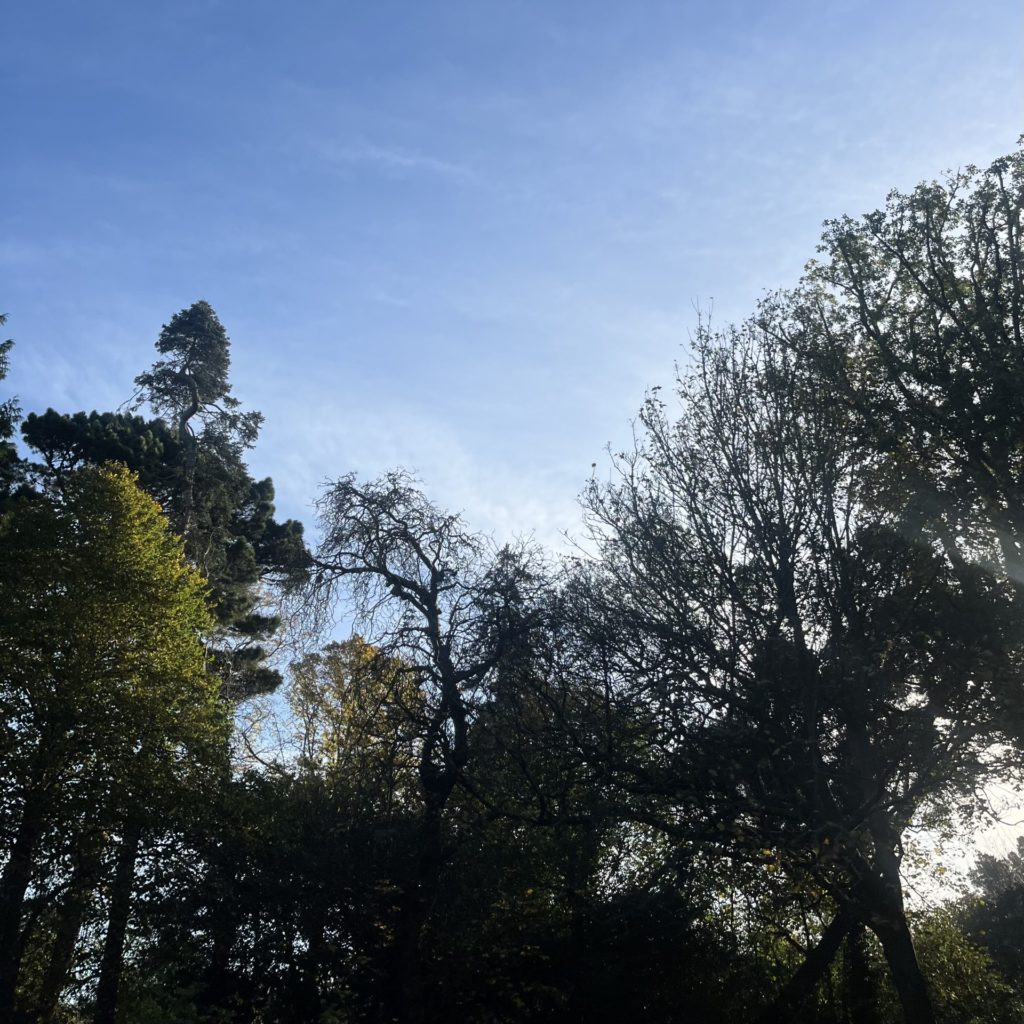 Picture of trees and blue sky, on the University of Exeter's Streatham Campus.