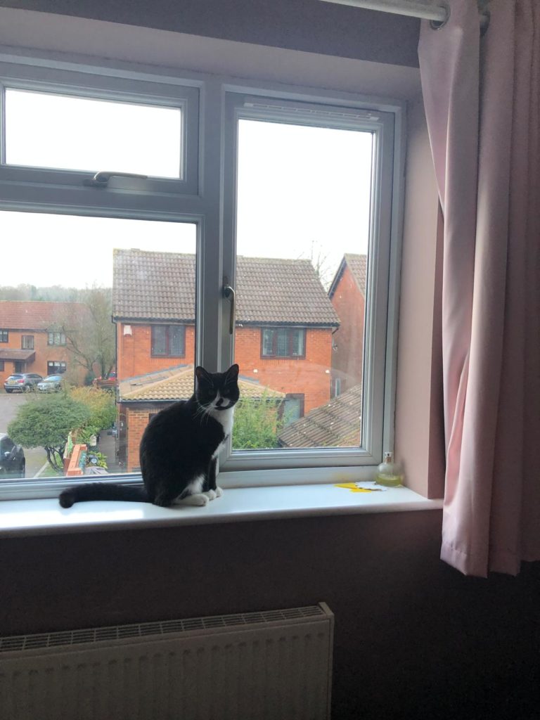 Our new kitten on my bedroom windowsill at home