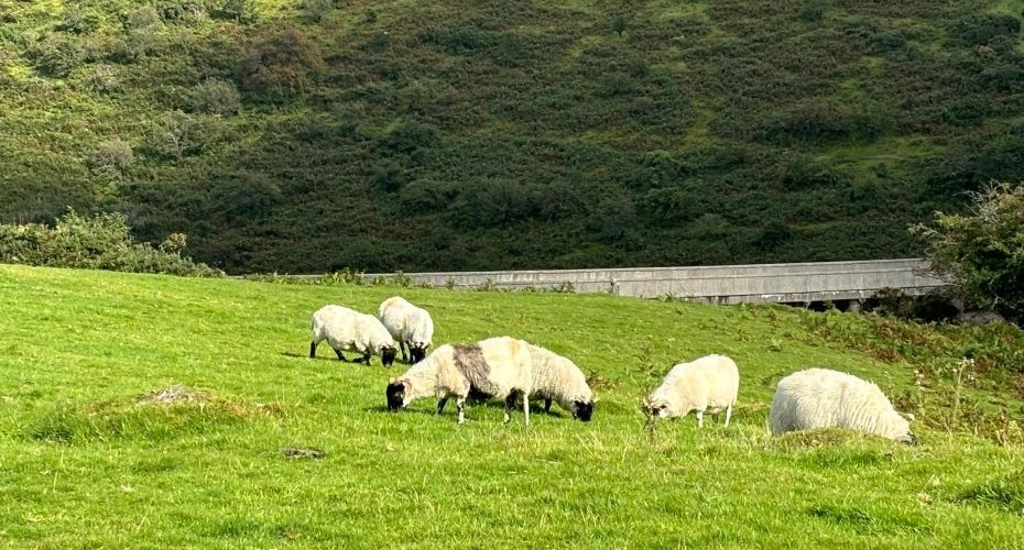 Six sheep grazing in a lush green field