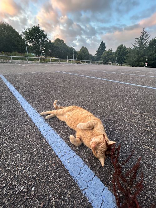 Ginger cat lying on his back in a parking lot surrounded by green trees