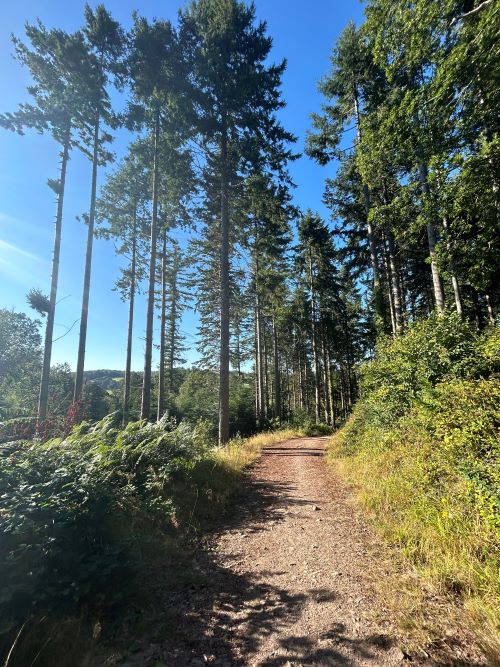 Empty gravel path running between tall trees under a bright blue sky