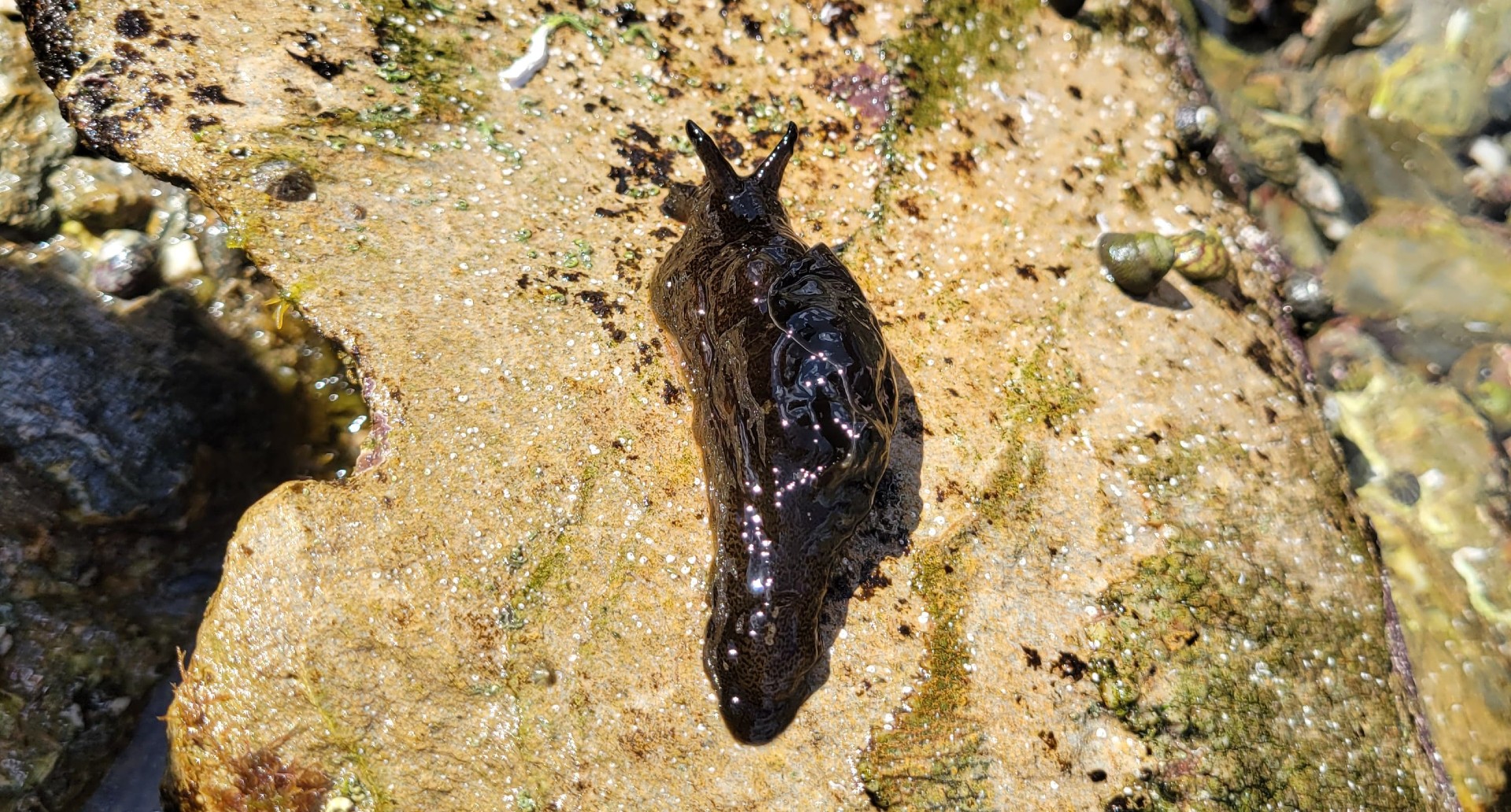 Sea Hare found in a Gylly beach rockpool