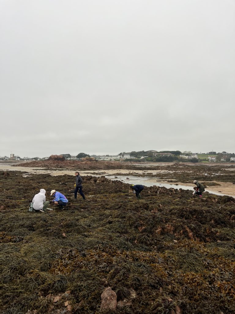 JICAS MSc students carrying out rocky shoreline transects