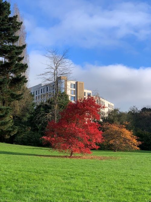 Accommodation buildings, green grass and autumn trees at Streatham Campus