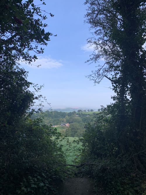 View over Devon countryside taken between large trees