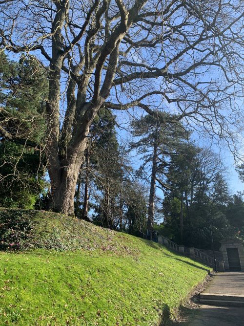 Grass and trees on Streatham Campus