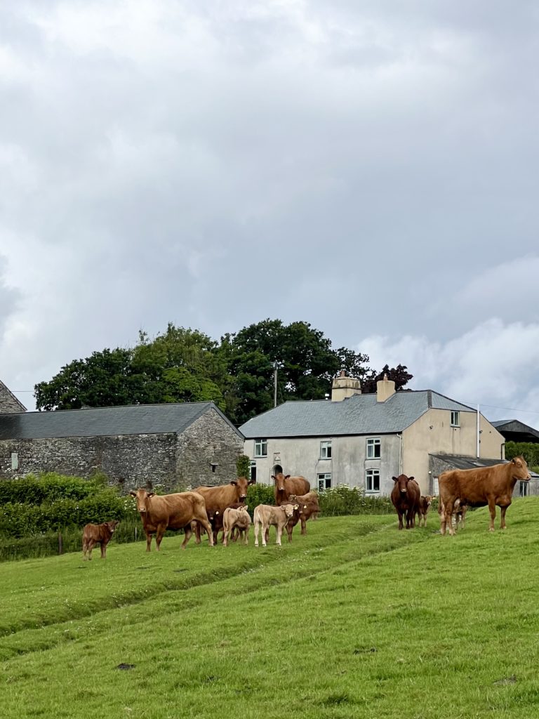 Cows on Dartmoor, South West
