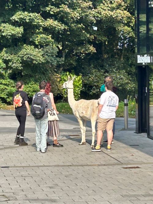 Students gathered around a llama on the Penryn Campus