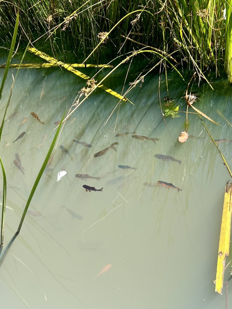 Fish in the pond outside the forum on Uni of Exeter, Streatham Campus
