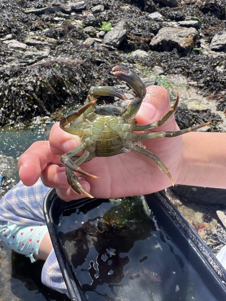 Green shore crab photographed when rockpooling with the Rock Pool Project, Plymouth as part of their monthly 'rock pool bioblitz'