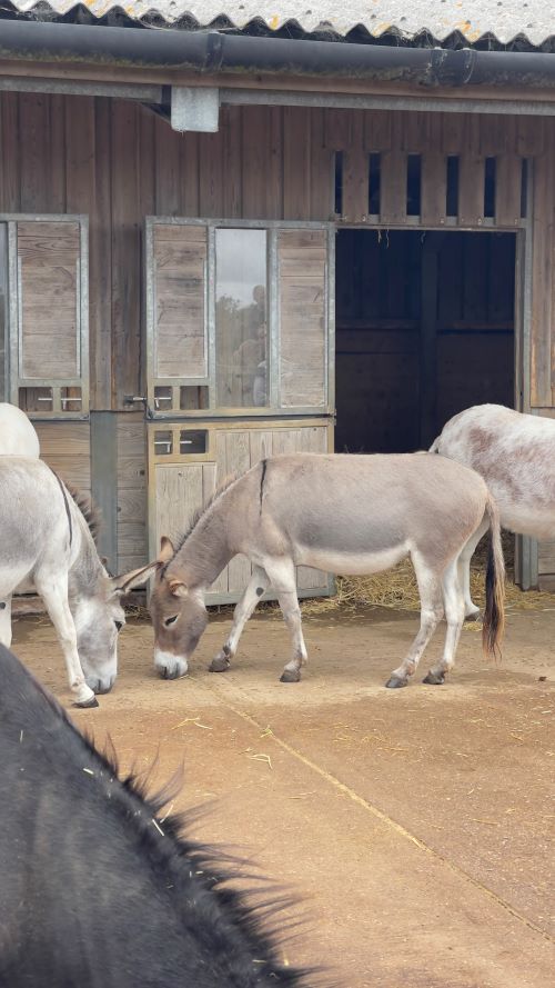 Three donkeys eating hay