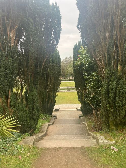 Steps in between tall trees