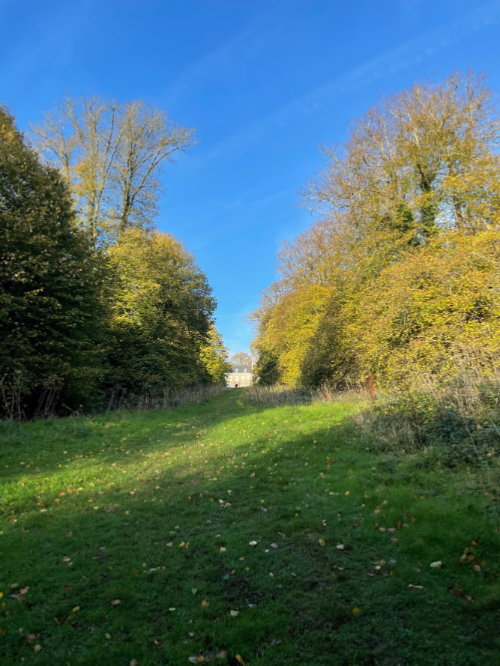 Green grass and trees on a sunny day