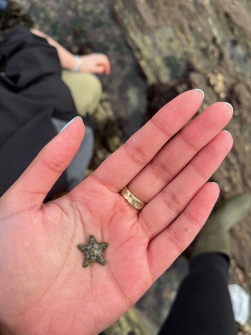 Tiny star fish in the palm of a hand