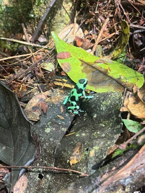 A Green and black poison dart frog sitting on a leaf