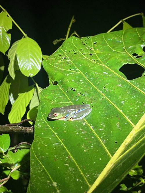 A Red-eyed tree frog sitting on a leaf, found during a night walk.