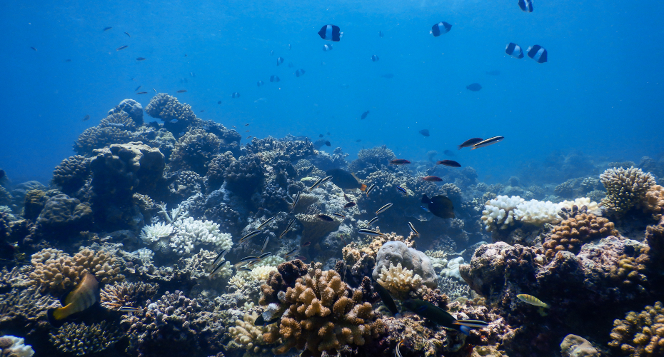 Vibrant coral reefs