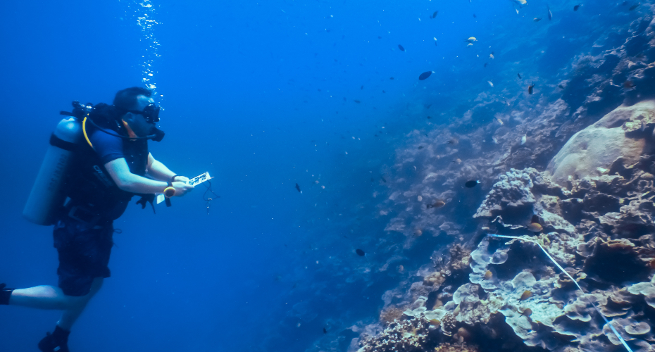 Identifying and counting reef fish
