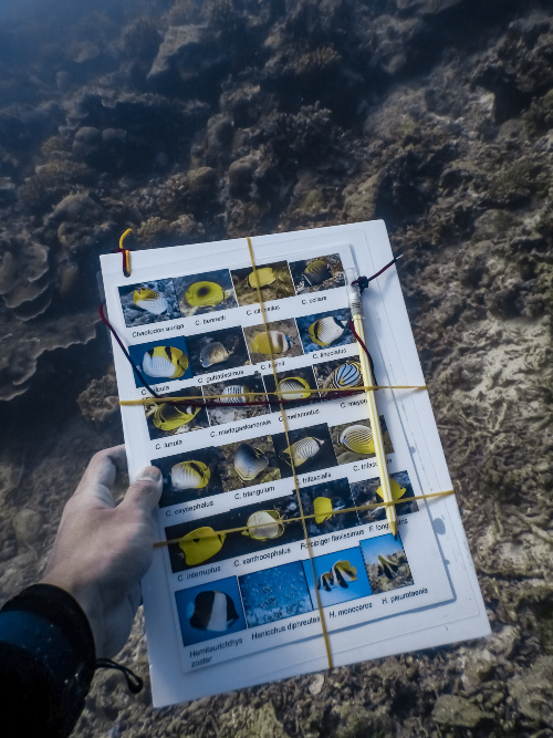 A slate to help identify fish