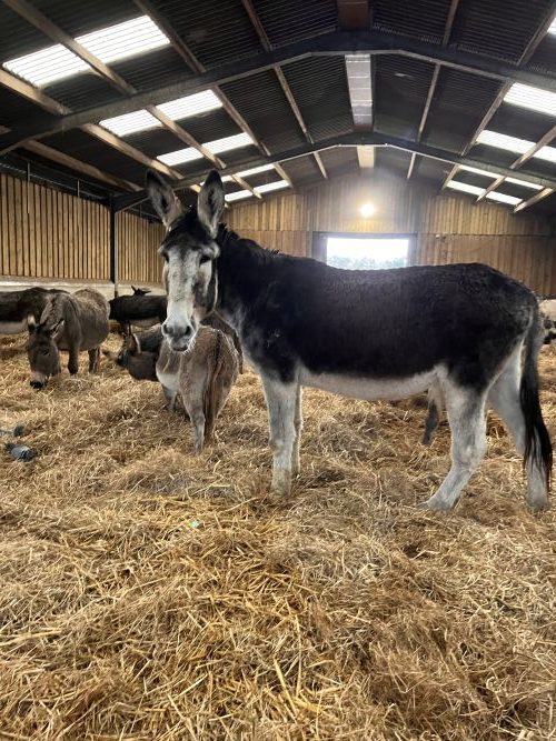 Donkeys at the Flicka Foundation Donkey Sanctuary.