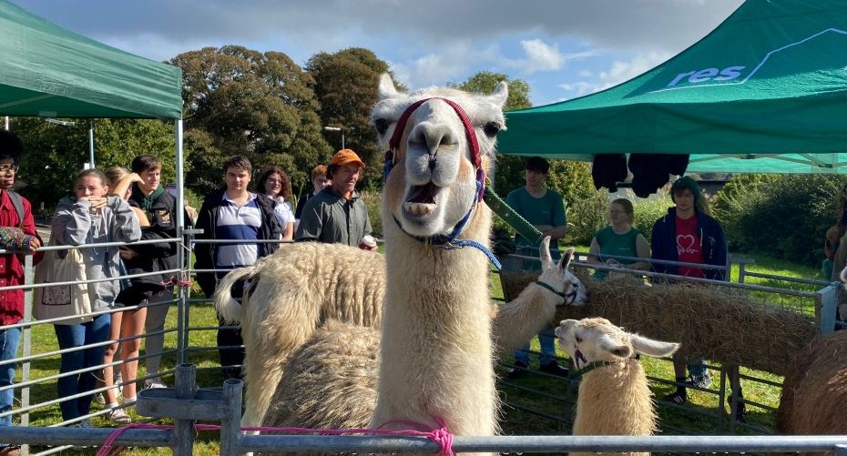 Llamas at a Fresher's event.