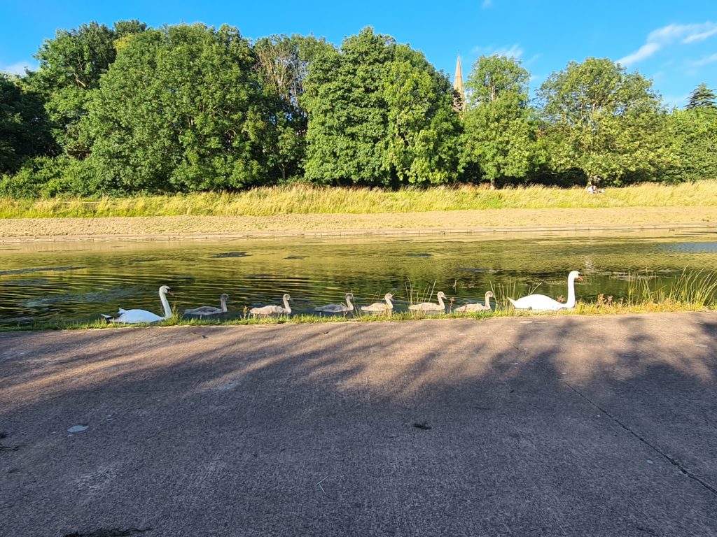 Two swans and six large cygnets swimming along the river.