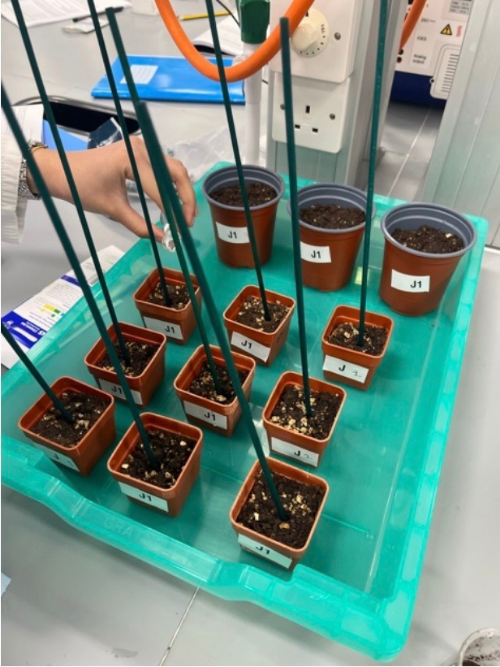 Several small labelled plant pots sitting within a shallow tray, each with a long support cane in the centre.