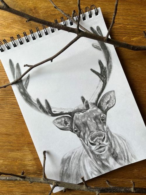 Pencil sketch of a a reindeer.