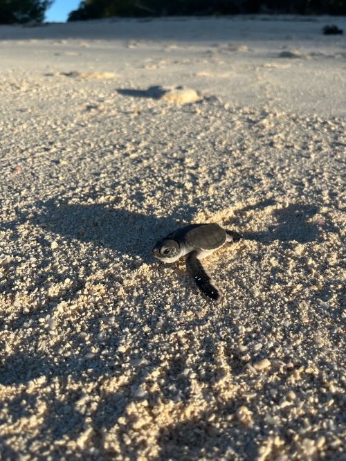 Baby turtle on a beach
